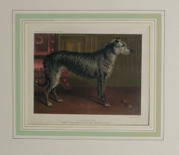 CA 19 - Deerhound