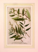 WEIN11 - Salix folio auriculato, Salix oblongo, Salix sativa lutea