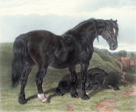 U329G - Draught mare and foal