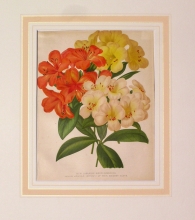 GA186 - New Japanese Rhododendrons