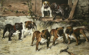 C258 - Bulldogs of 20th Century 