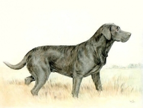S101 - Labrador