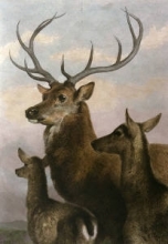 E109 - Deer Family 