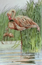 F315 - Flamingo