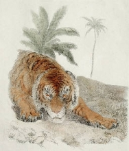 K173 - Tiger on the Prowl 