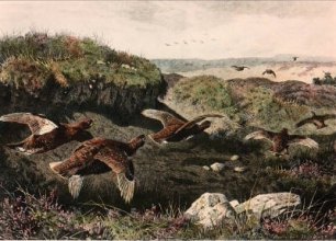 S204A - Flying Grouse (under bank)