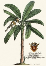 Q205 - Palm Pl.16 Banana Palm Tree